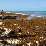 sargasses martinique